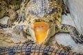 Hungry crocodile is open mouth and waiting for food in the breed Royalty Free Stock Photo