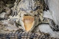 Hungry crocodile is open mouth and waiting for food in the breed Royalty Free Stock Photo