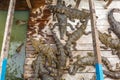 Hungry Crocodiles Come out of Water Waiting for Food in a Farm Royalty Free Stock Photo