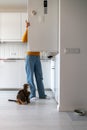 Hungry curious fat cat meowing begging for food from refrigerator sits on floor on kitchen at home Royalty Free Stock Photo