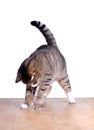 Hungry cute cat on table Royalty Free Stock Photo