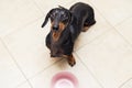 Hungry cute dachshund dog behind food bowl , isolated against the background of the kitchen floor at home looking up to owner and Royalty Free Stock Photo