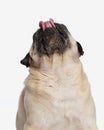 hungry cute pug sticking out tongue and licking nose while looking up Royalty Free Stock Photo