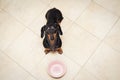 Hungry dachshund dog behind food bowl , against the background of the kitchen floor at home looking up to owner and begging for fo Royalty Free Stock Photo