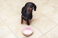 Hungry dachshund dog behind food bowl and raising his paw up, against the background of the kitchen floor at home looking up to ow Royalty Free Stock Photo