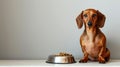 Hungry Dachshund Waiting Patiently for Mealtime Royalty Free Stock Photo