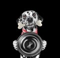 Hungry dalmatian dog with food bowl and bone in his mouth. Isolated on black