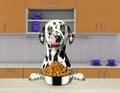 Hungry dalmatian dog with food bowl sitting in kitchen and ready to eat Royalty Free Stock Photo