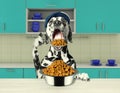 Hungry dalmatian dog going to eat dry food