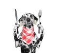 Hungry dalmatian dog with knife, fork and bone in his mouth. Isolated on white