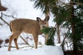 Hungry deer Royalty Free Stock Photo