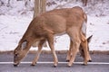 Hungry Deer licking salt off the road