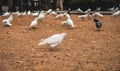 Hungry determined white dove pacing on sand looking for food in a park. Many pigeons and different other birds walking in the Royalty Free Stock Photo