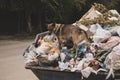 A hungry dirty stray dog climbs in a large garbage can and searches for food. A mountain of uncleaned food waste and plastic falls