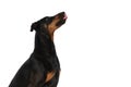 Hungry dobermann dog in a side view position looking up and licking nose Royalty Free Stock Photo