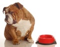 Hungry dog Royalty Free Stock Photo