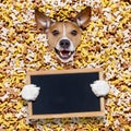 Hungry dog in big food mound Royalty Free Stock Photo