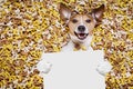 Hungry dog in big food mound Royalty Free Stock Photo