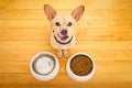 Hungry dog bowl Royalty Free Stock Photo