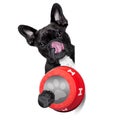 Hungry dog bowl Royalty Free Stock Photo