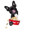 Hungry dog bowl Royalty Free Stock Photo