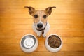 Hungry dog bowl Royalty Free Stock Photo