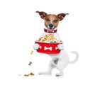 Hungry dog bowl Royalty Free Stock Photo