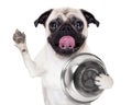 Hungry dog with bowl