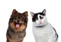 Hungry dog and cat friends waiting for lunch Royalty Free Stock Photo