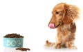 Hungry dog and food Royalty Free Stock Photo