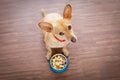 Hungry dog with food bowl Royalty Free Stock Photo