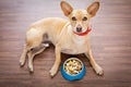 Hungry dog with food bowl Royalty Free Stock Photo