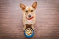 Hungry dog with food bowl Royalty Free Stock Photo