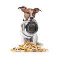 Hungry dog food bowl Royalty Free Stock Photo