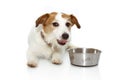 Hungry dog food eating making a funny expression with a empty bowl. Isolated on white background Royalty Free Stock Photo