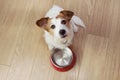 Hungry dog food with a red empty bowl. High angle view Royalty Free Stock Photo