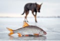 The hungry dog and fresh fish roach