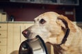 Hungry dog holding bowl and waiting for feeding Royalty Free Stock Photo