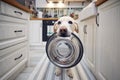 Hungry dog holding bowl and waiting for feeding Royalty Free Stock Photo