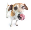 Hungry dog licking waiting for delicious food. Royalty Free Stock Photo