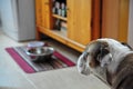 Hungry dog looking at an empty food bowl. Royalty Free Stock Photo