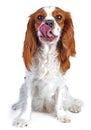 Spaniel dog puppy on white. Funny and cute cavalier king charles spaniel dog puppy on isolated white studio background