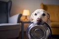 Hungry dog with sad eyes is waiting for feeding Royalty Free Stock Photo