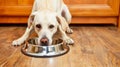 Hungry dog with sad eyes is waiting for feeding in home kitchen. Cute labrador retriever is holding dog bowl in his Royalty Free Stock Photo