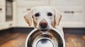 Hungry dog with sad eyes is waiting for feeding in home kitchen. Cute labrador retriever is holding dog bowl in his Royalty Free Stock Photo