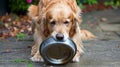 Hungry dog with sad eyes is waiting for feeding in home kitchen. Cute labrador retriever is holding dog bowl in his Royalty Free Stock Photo