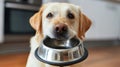 Hungry dog with sad eyes is waiting for feeding in home kitchen. Cute labrador retriever is holding dog bowl in his Royalty Free Stock Photo