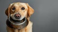 Hungry dog with sad eyes is waiting for feeding in home kitchen. Cute labrador retriever is holding dog bowl in his Royalty Free Stock Photo