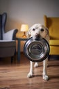 Hungry dog with sad eyes is waiting for feeding Royalty Free Stock Photo