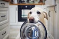 Hungry dog with sad eyes is waiting for feeding Royalty Free Stock Photo